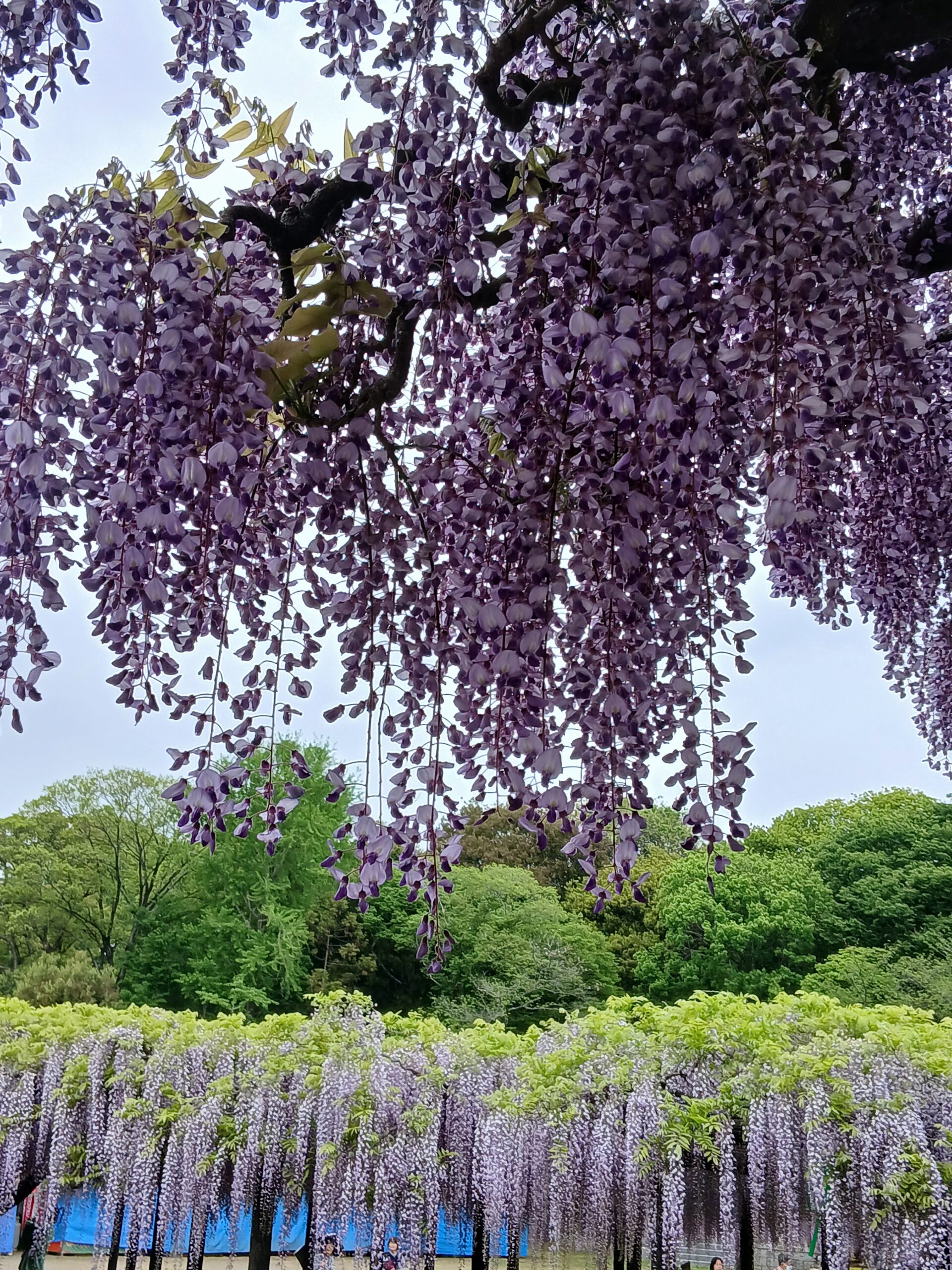 藤まつり