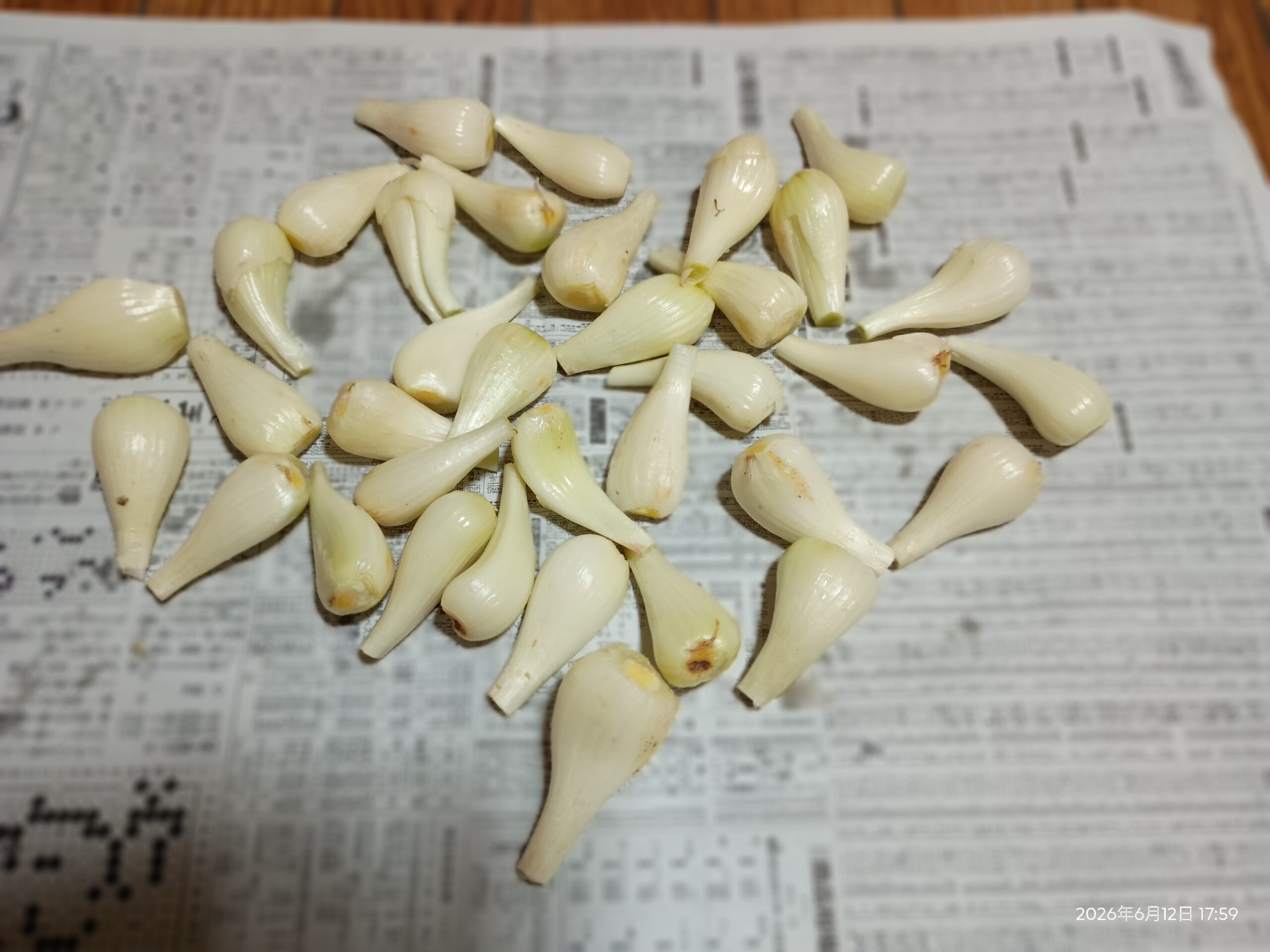 大きならっきょう
